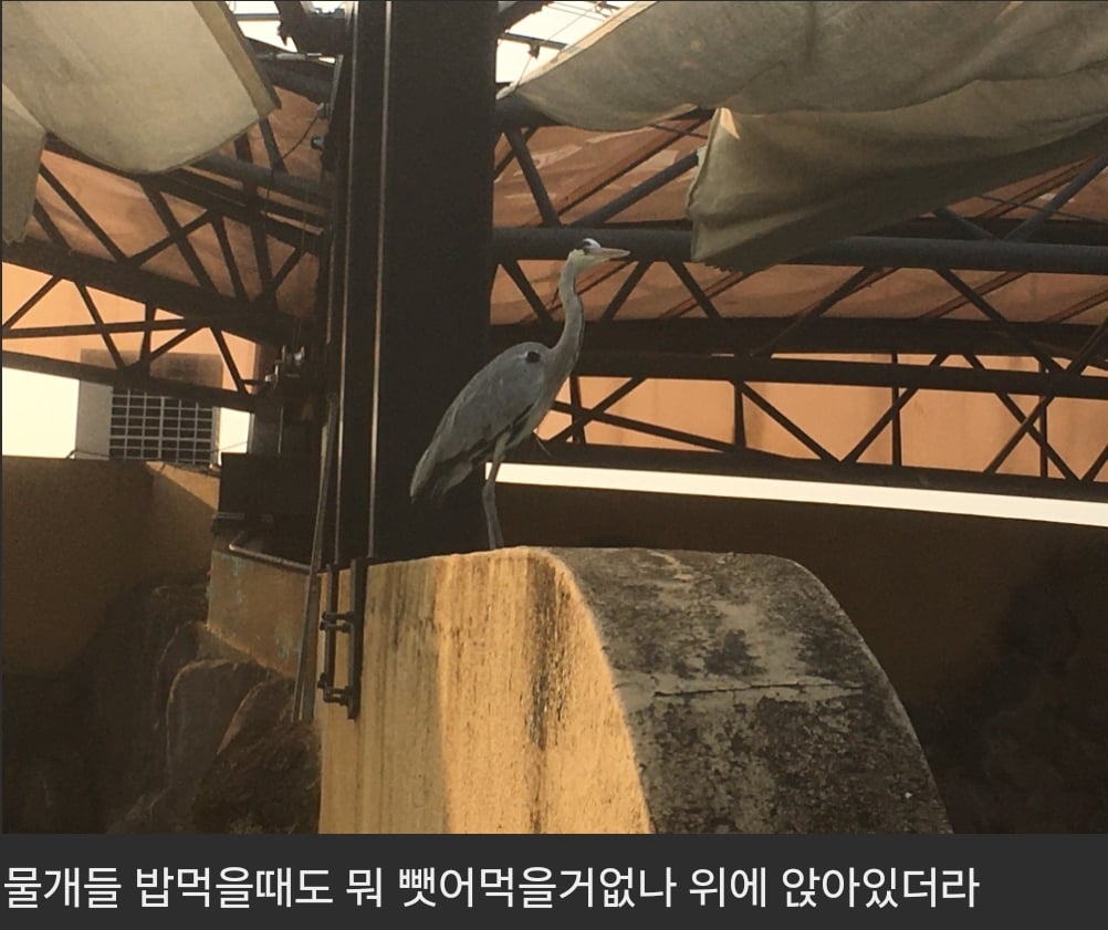 서울대공원에서는 왜가리를 사육하고 있지 않습니다.