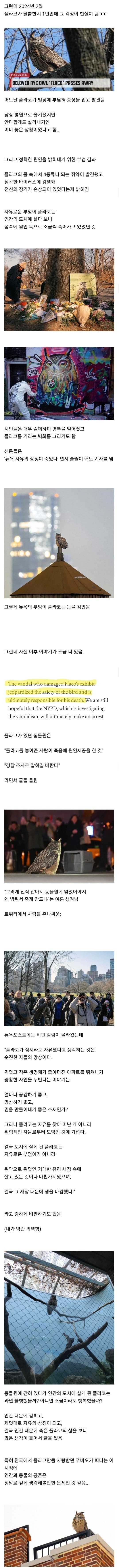 13년간 살던 동물원을 탈출해 자유로운 부엉이가 됐는데요 ㄷ...