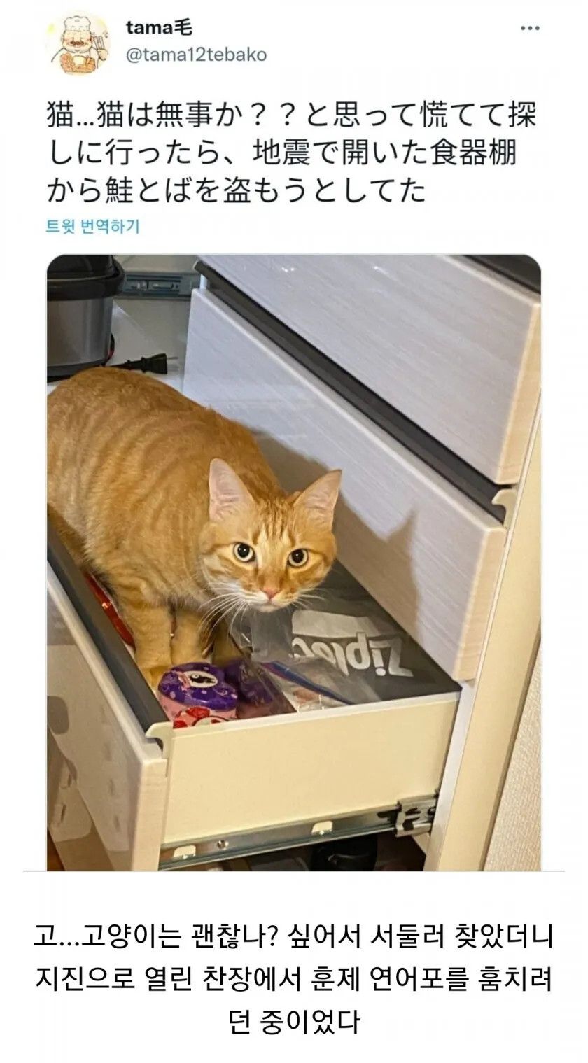 지진때문에 걱정되서 반려묘 찾았더니