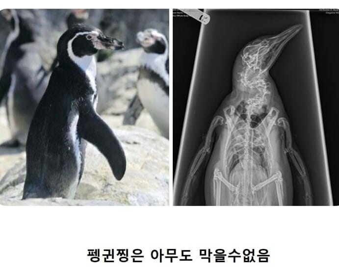 펭귄의 엑스레이 찍는 방법.jpg