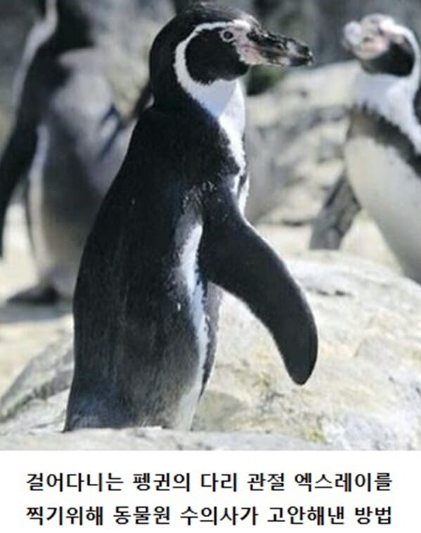 펭귄의 엑스레이 찍는 방법.jpg