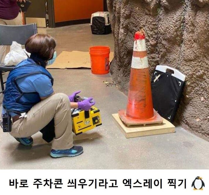 펭귄의 엑스레이 찍는 방법.jpg