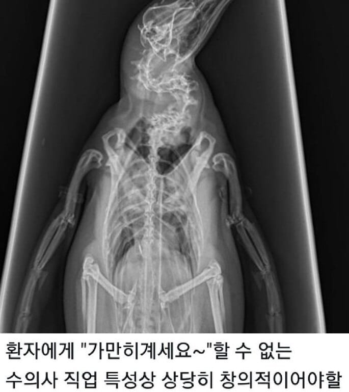 펭귄의 엑스레이 찍는 방법.jpg