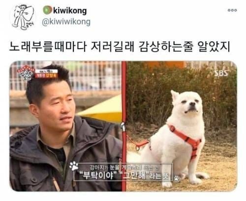 댕댕이들 -ㅅ- 표정의 비밀