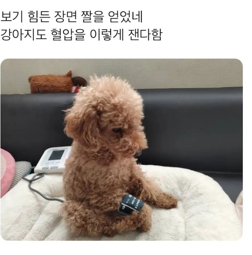 강아지 혈압 측정하는 모습.