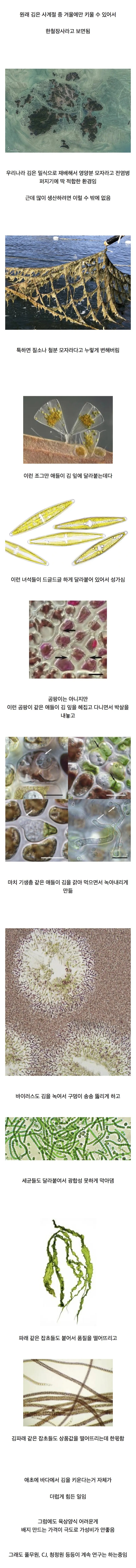 김 양식이 매우 어려운 이유