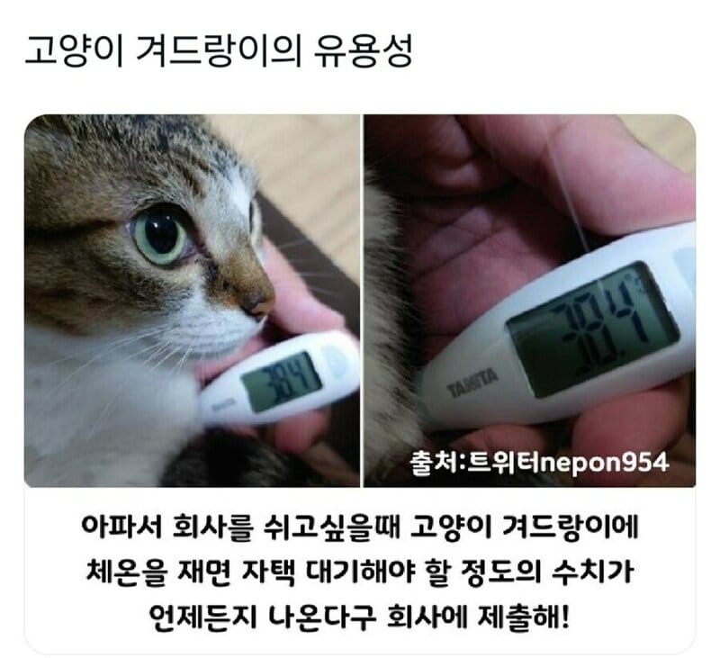 고양이 겨드랑이의 유용성
