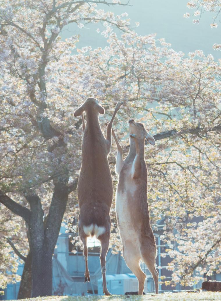 벚꽃놀이를 즐기는 사슴
