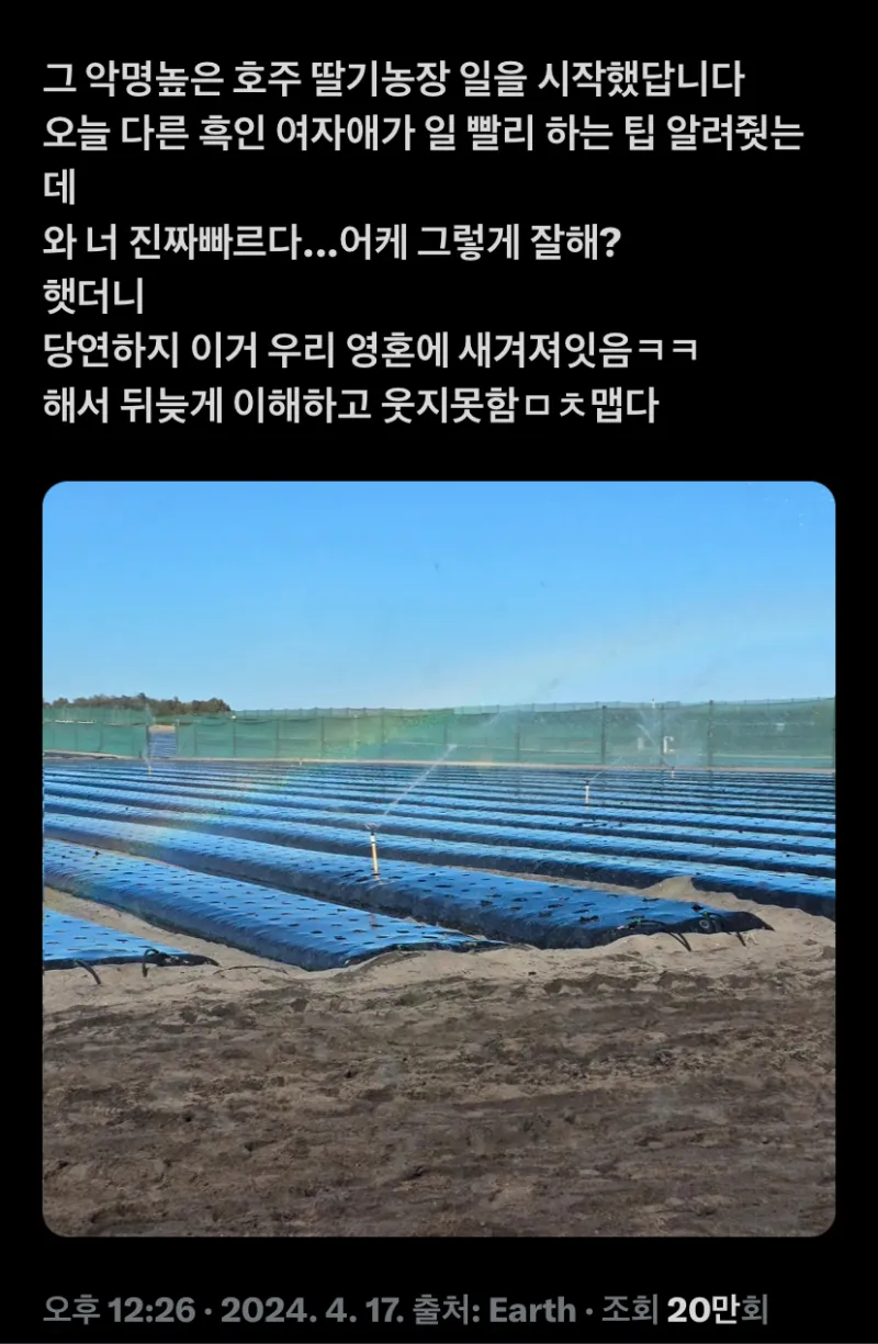 호주의 딸기 농장에서 일하게 된 트위터인