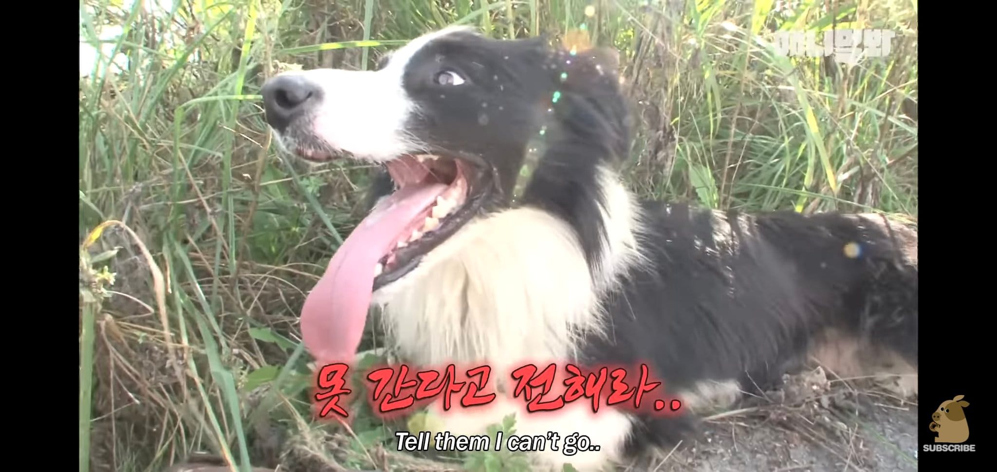 보더콜리와 산책을 해서 인간이 이길 수 있는 방법