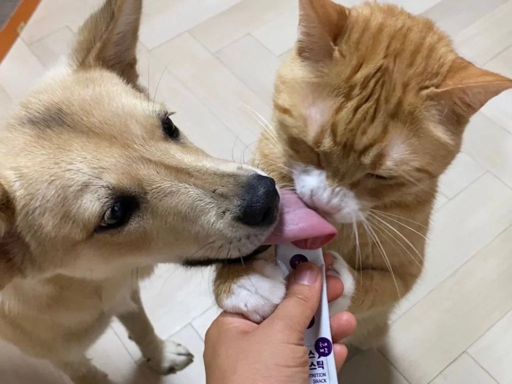 강아지 고양이 혀 크기 차이