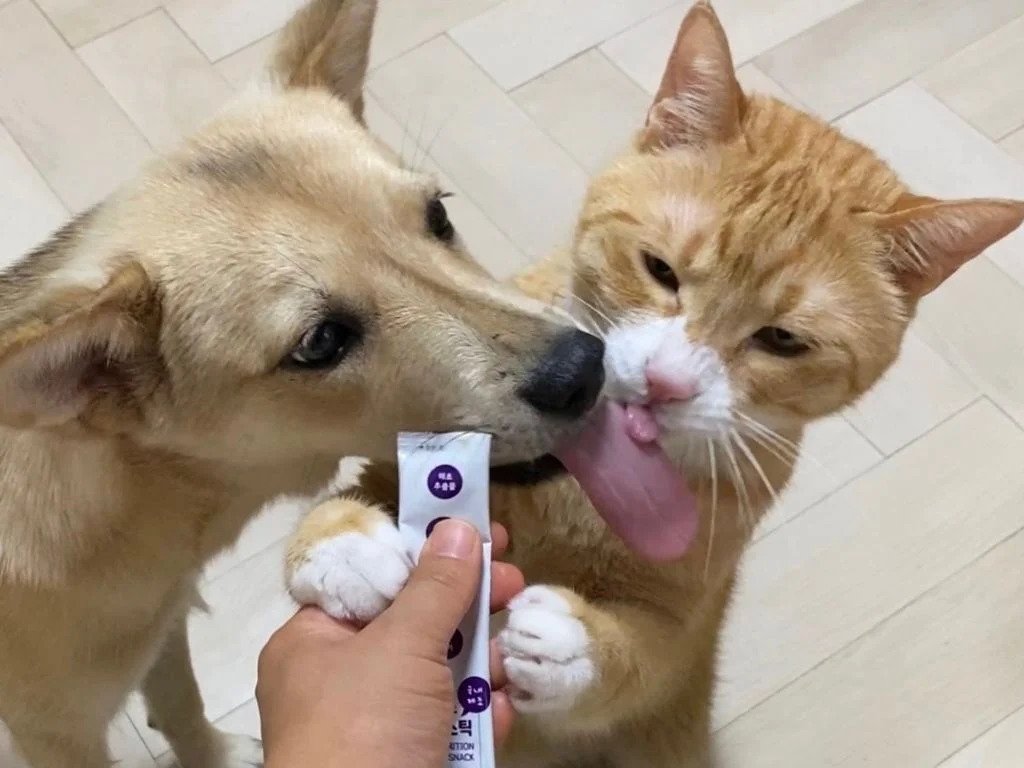 강아지 고양이 혀 크기 차이