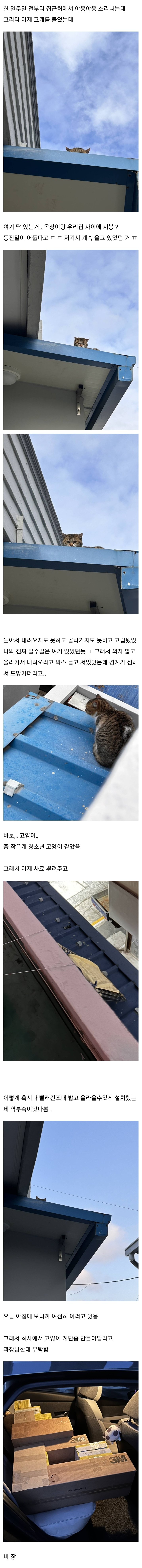 한 일주일 전부터 집근처에서 야옹야옹 소리나는데
