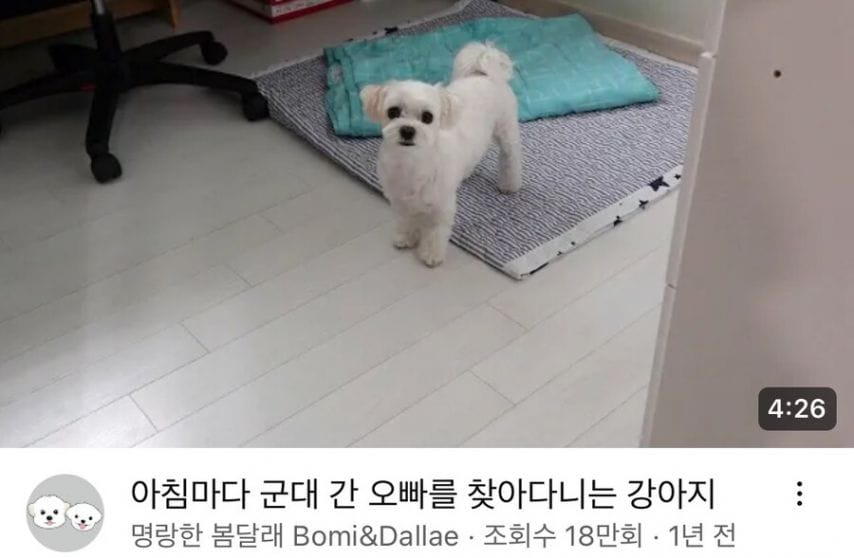 군대 간 오빠 하염없이 기다리던 강아지.jpg