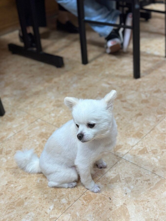 강아지 있는 설렁탕집 근황.jpg