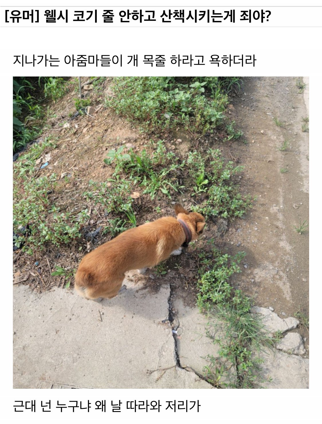 웰시코기 목 줄 안하고 산책하는게 죄냐?