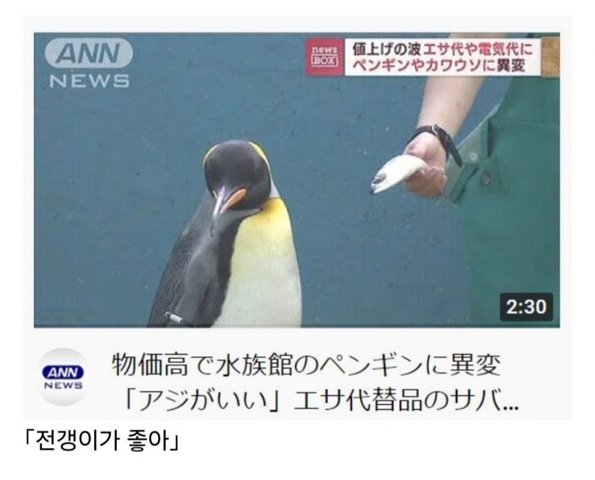 일본 수족관 펭귄들에게 생긴일