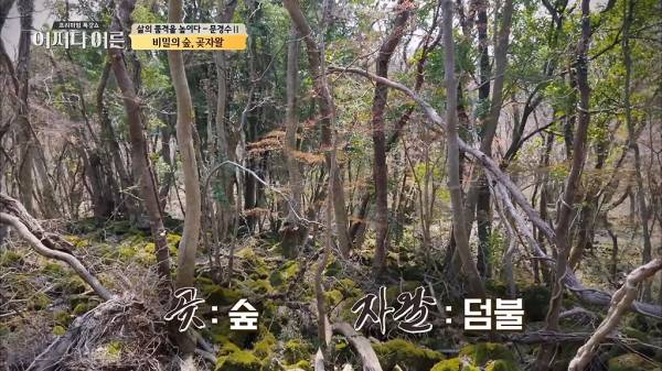 비밀이 밝혀진 것이 오히려 비극이 된 숲.jpg