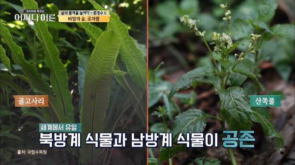 비밀이 밝혀진 것이 오히려 비극이 된 숲.jpg