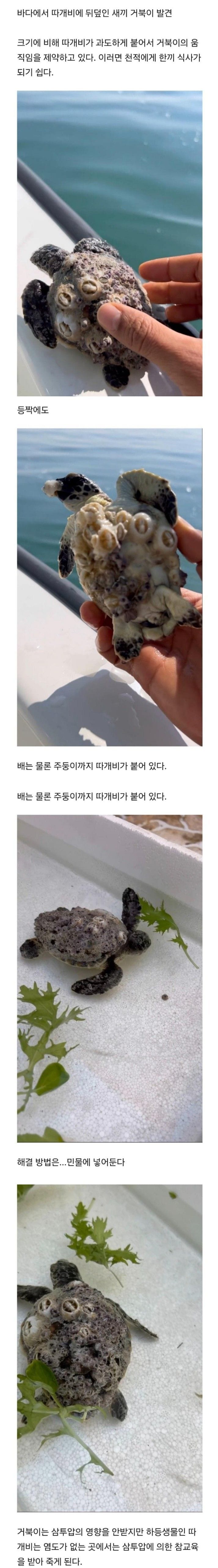 새끼 거북 구하기