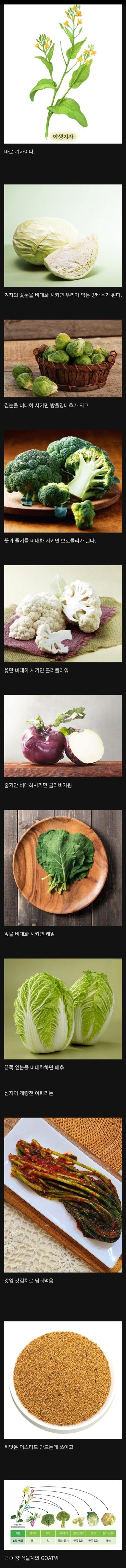 식물계의 GOAT 그 자체.jpg