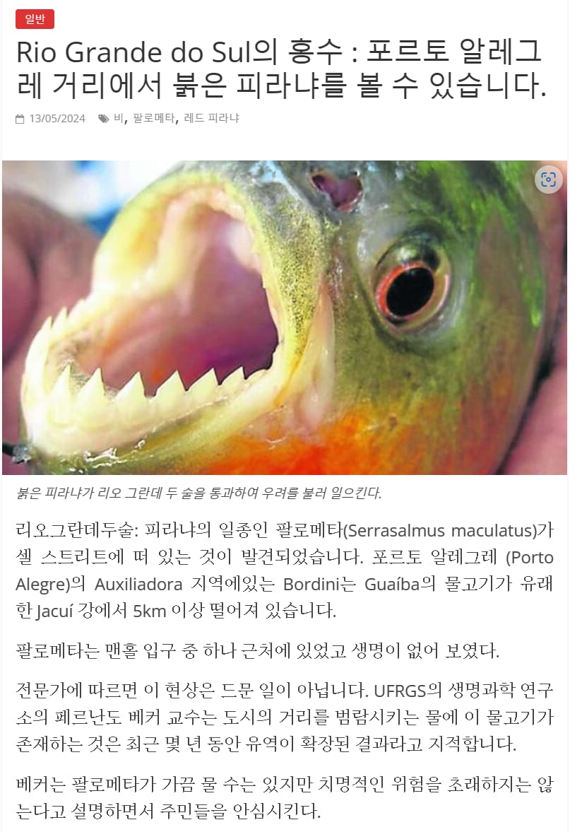 브라질 홍수중에 발견된 것 ㄷㄷ