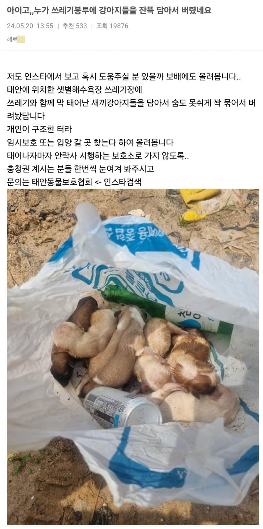 보배+news] 쓰레기봉투 속에 버려진 눈도 못 뜬 강아지 7마리.j