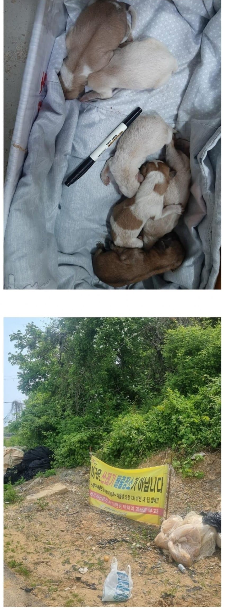 보배+news] 쓰레기봉투 속에 버려진 눈도 못 뜬 강아지 7마리.j