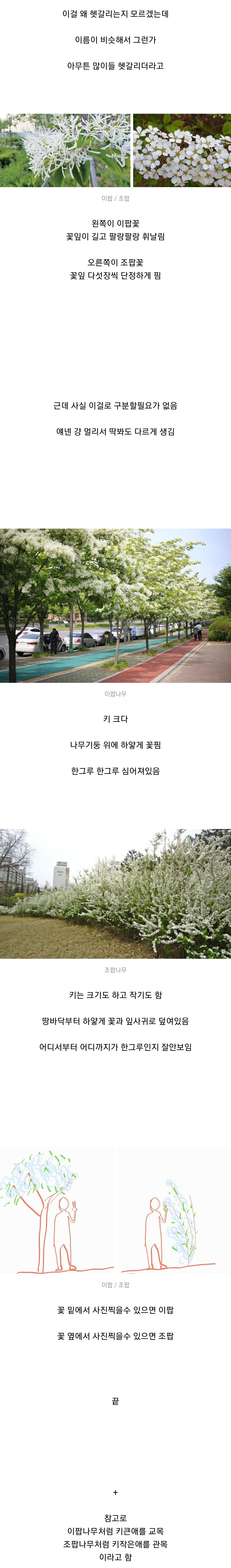 이팝나무 vs 조팝나무 쉬운구분법