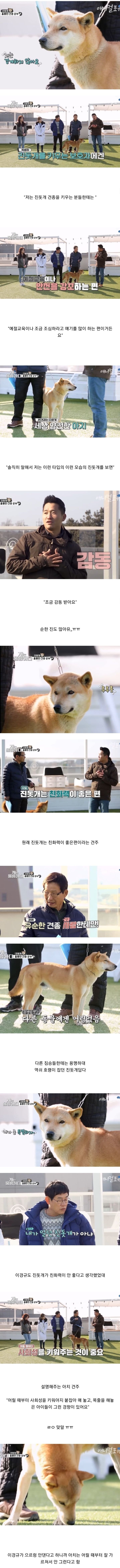우리나라 진돗개 원탑이라는 아치