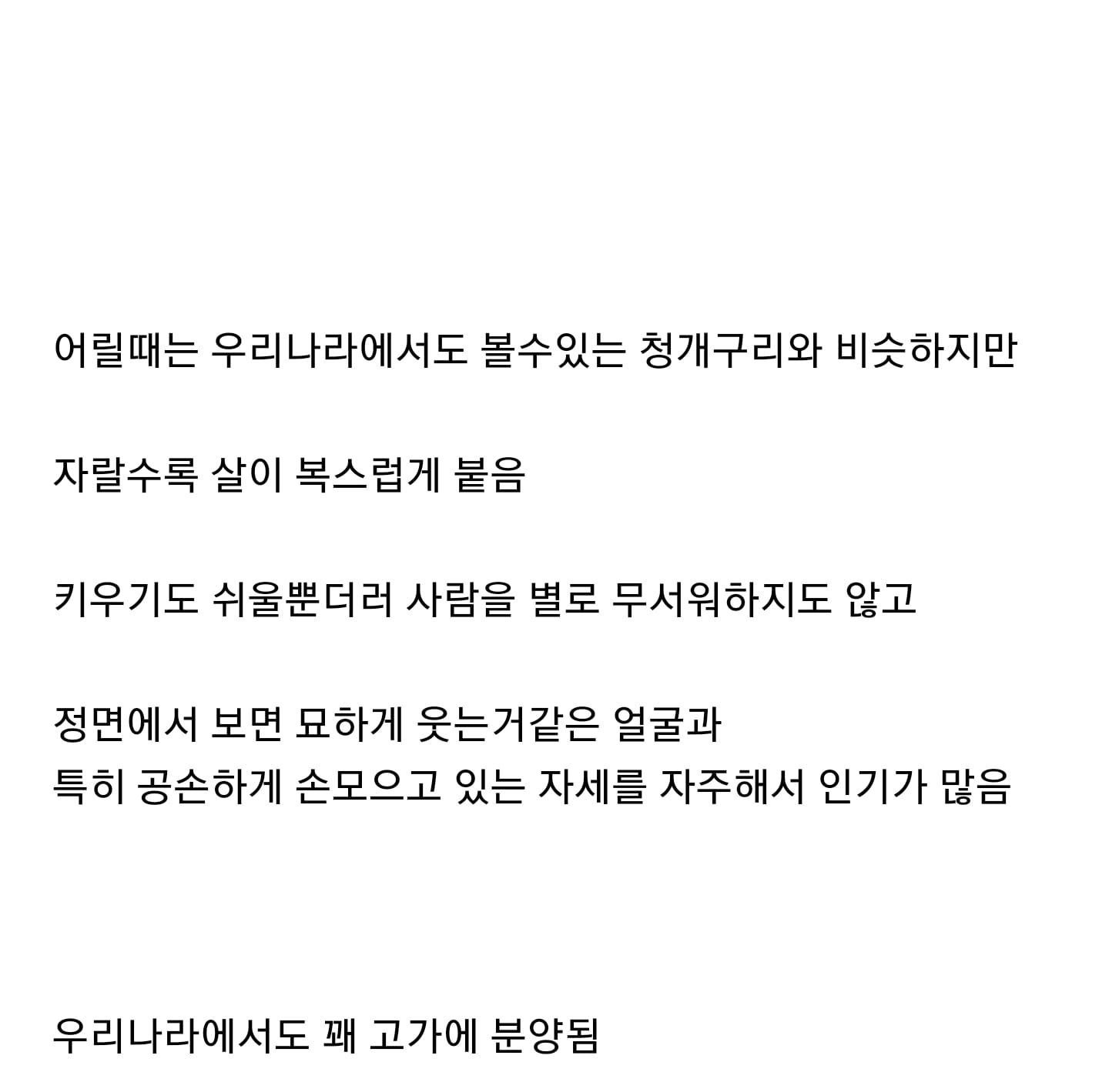 호주에서 발에 채일정도록 흔하게 보이는 개구리.mp4