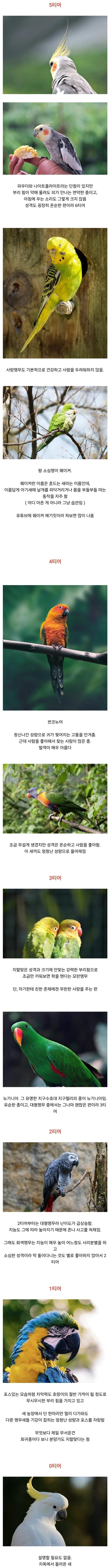 앵무새 사육 난이도 티어별.jpg