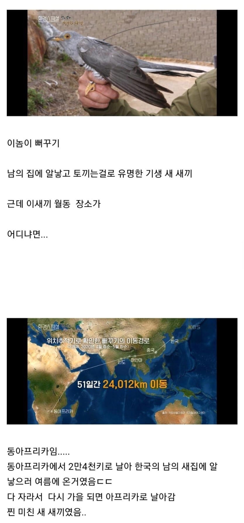 광기의 새,  뻐꾸기.jpg