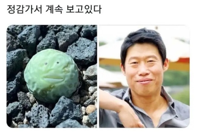 한층 유해진 식물