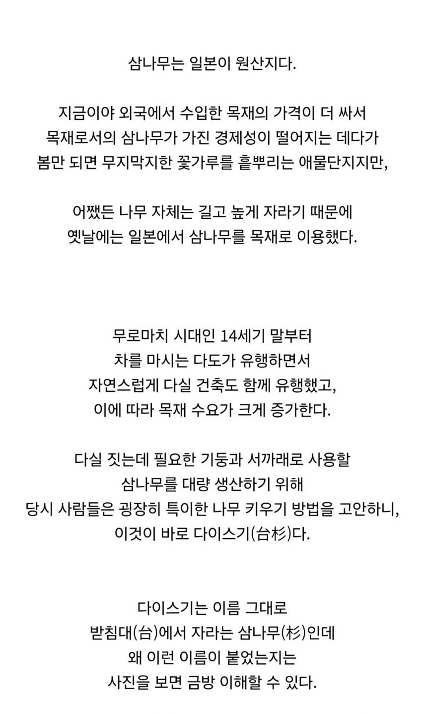 일본에서 삼나무를 재배하는 특이한 방법.jpg