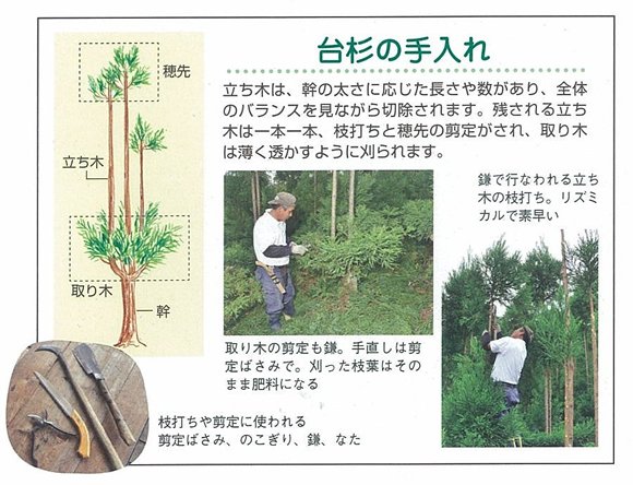 일본에서 삼나무를 재배하는 특이한 방법.jpg
