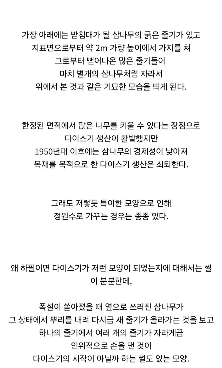 일본에서 삼나무를 재배하는 특이한 방법.jpg