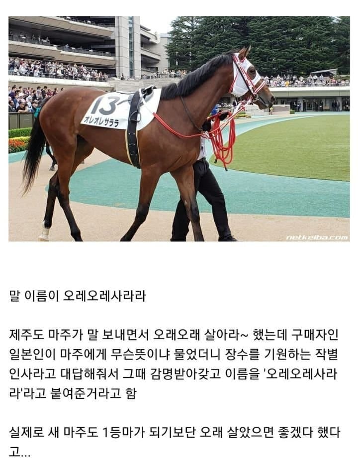 어떻게 말 이름이....jpg