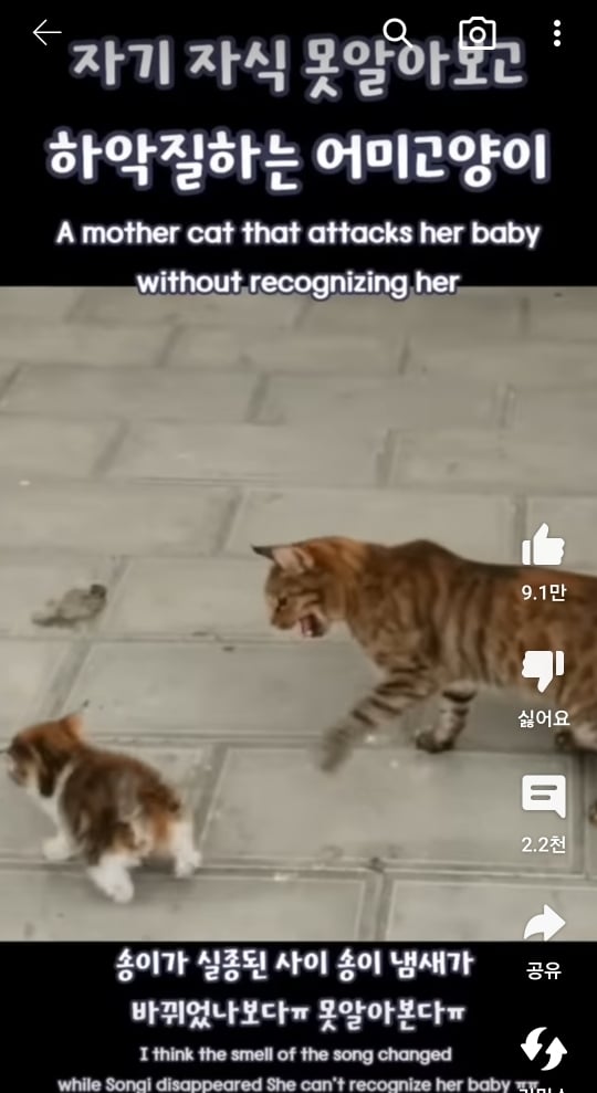 자기 자식 알아보지 못하는 고양이