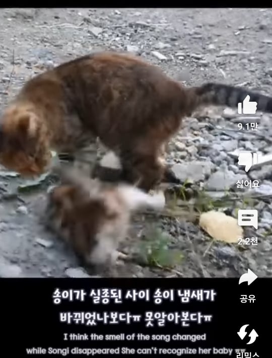 자기 자식 알아보지 못하는 고양이