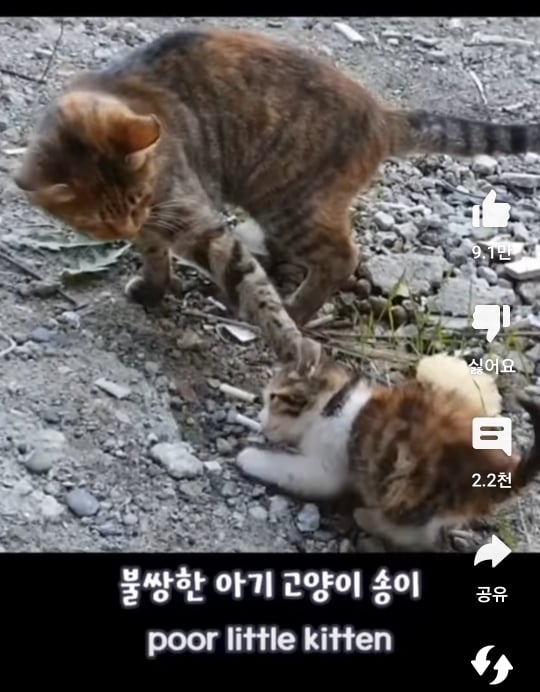 자기 자식 알아보지 못하는 고양이