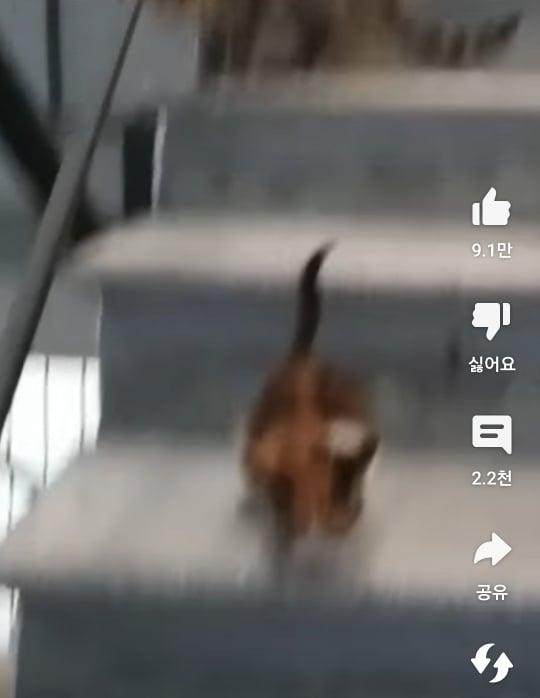자기 자식 알아보지 못하는 고양이