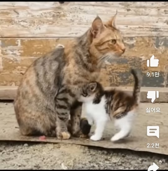 자기 자식 알아보지 못하는 고양이