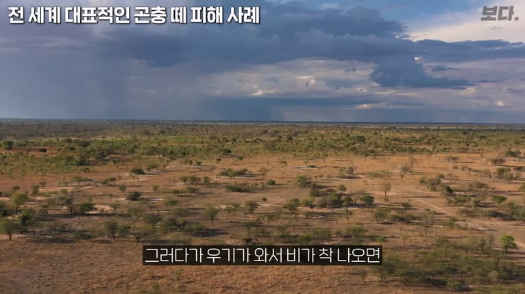 메뚜기떼들이 생기는 원리.jpg