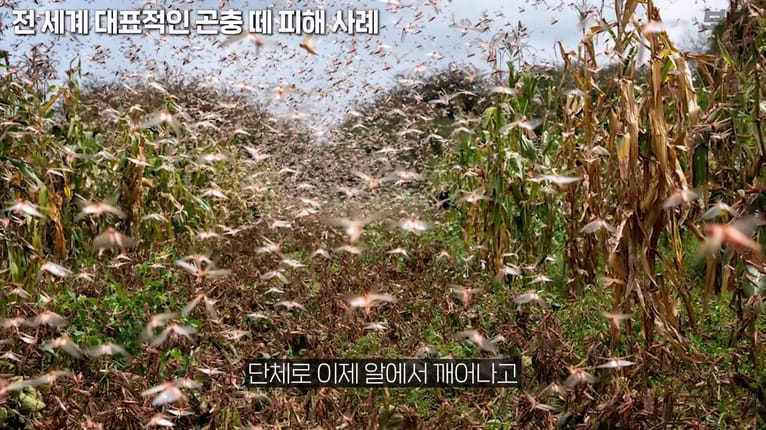메뚜기떼들이 생기는 원리.jpg