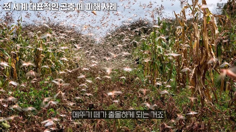 메뚜기떼들이 생기는 원리.jpg