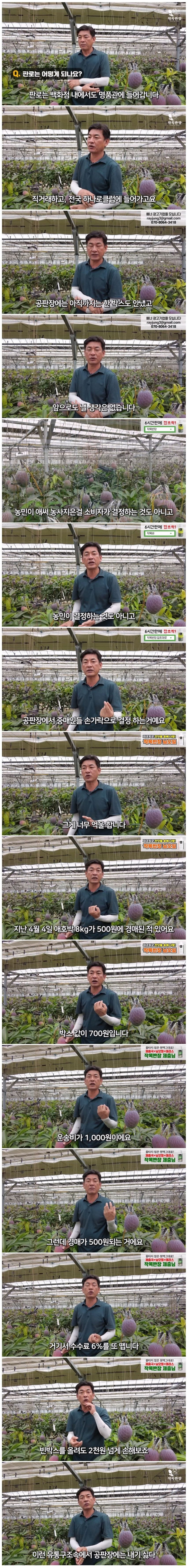애플망고 절대 공판장에 안 판다는 사장님