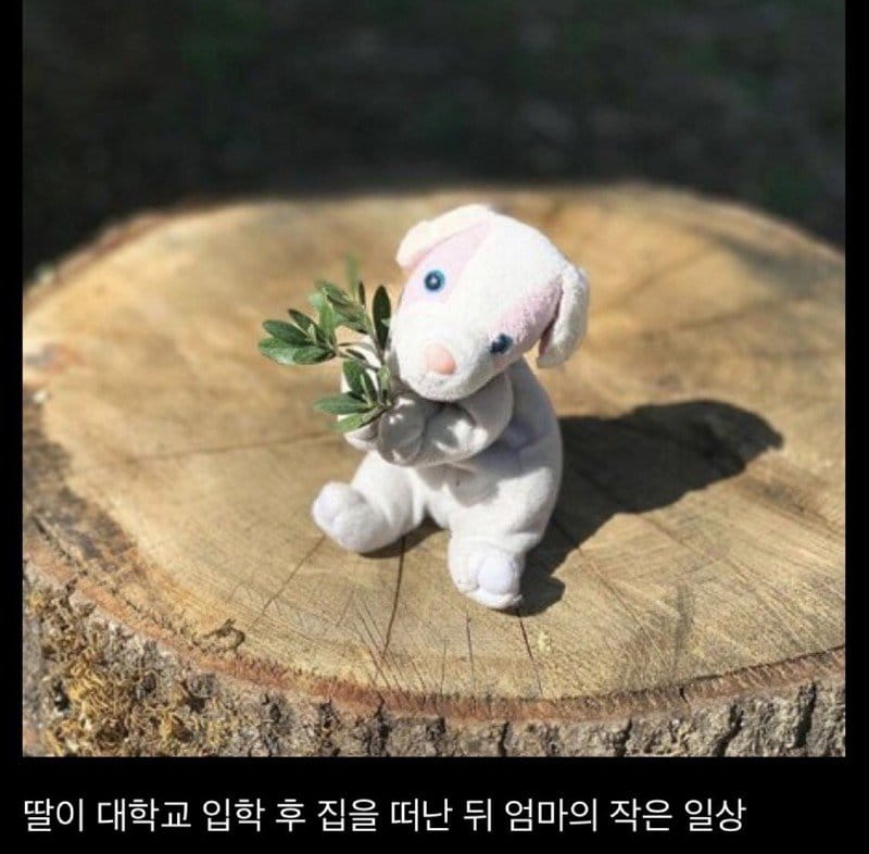 딸이 떠난 후, 딸이 남기고 간 인형을 촬영하며 지낸 엄마.jpg