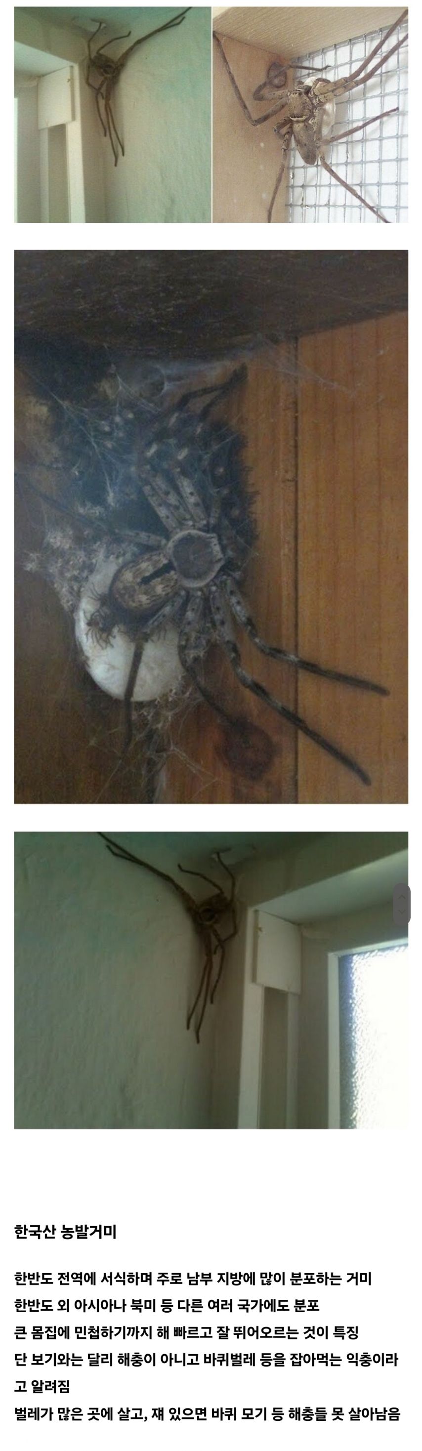 비주얼만 견딘다면 바퀴걱정 끝