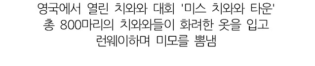 영국에서 열린 예쁘고 우아한 800마리 치와와 대회.jpg